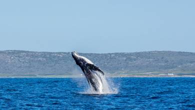 Best of the Garden Route – Premium Adventure