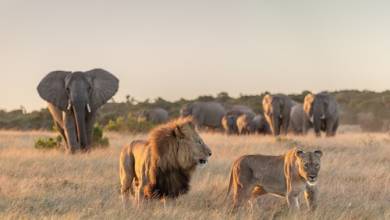 Best of the Garden Route – Premium Adventure