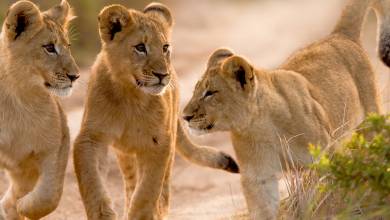 Best of the Garden Route – Premium Adventure