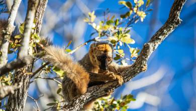 Madagascar Wildlife Adventure