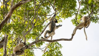 Madagascar Wildlife Adventure