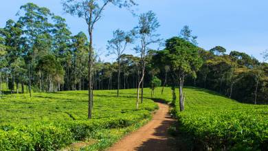 Hike Sri Lanka’s Pekoe Trail