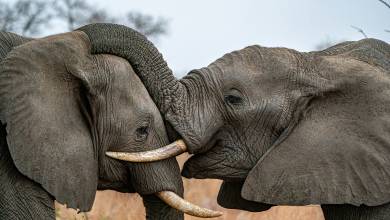 Discover South Africa’s Garden Route