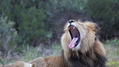 Discover South Africa’s Garden Route