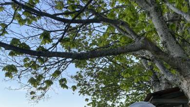 Italian Apennines: Walks & Wildlife