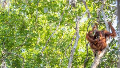 Borneo Family Wildlife Adventure
