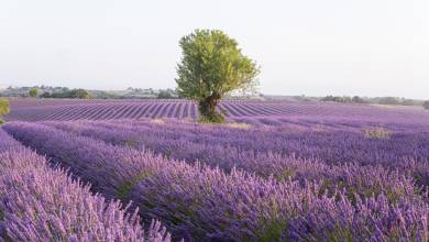Discover Provence