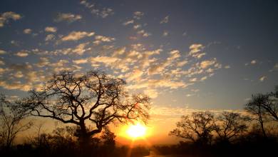 Essential Kruger Safari