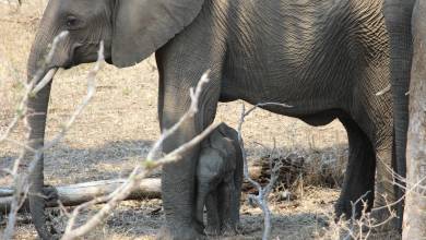 Essential Kruger Safari