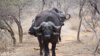 Essential Kruger Safari