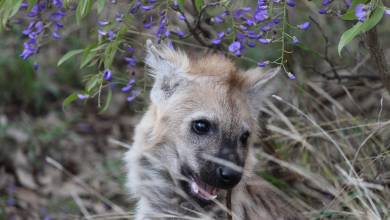 Essential Kruger Safari