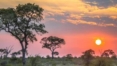 Essential Kruger Safari