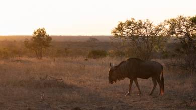 Essential Kruger Safari