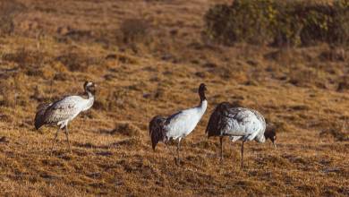 Festivals of Bhutan – Black Crane