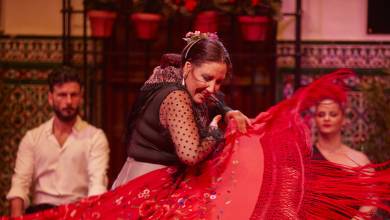 Signature Spain | Light Through Olive Groves