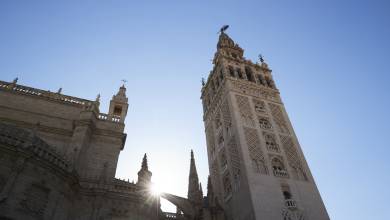 Signature Spain | Light Through Olive Groves