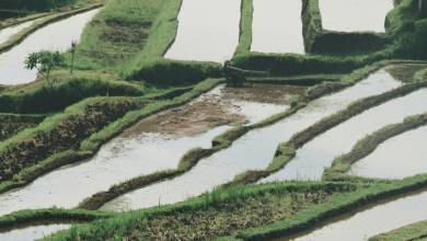 Signature Indonesia | The Sacred Wild Isles