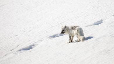 Svalbard in Spring: Sea Ice, Pristine Snow and Wildlife