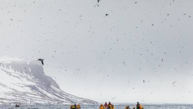 Svalbard in Spring: Sea Ice, Pristine Snow and Wildlife