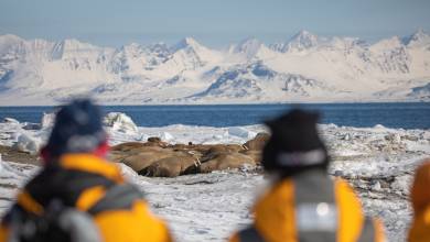 Svalbard in Spring: Sea Ice, Pristine Snow and Wildlife
