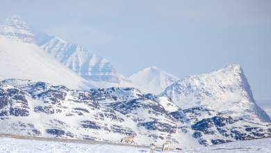 Svalbard in Spring: Sea Ice, Pristine Snow and Wildlife