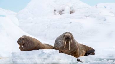 Svalbard in Spring: Sea Ice, Pristine Snow and Wildlife
