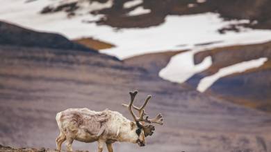 Svalbard in Summer: Tundra, Whales and Wildlife