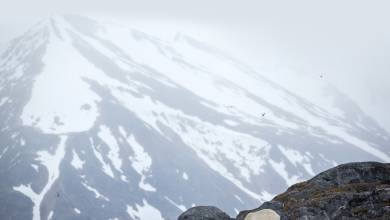 Svalbard in Summer: Tundra, Whales and Wildlife