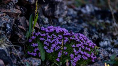 Svalbard in Summer: Tundra, Whales and Wildlife