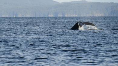 Whales & Bears of British Columbia
