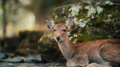 Ancient & Modern Japan