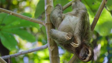 Costa Rica Coast to Coast Ride