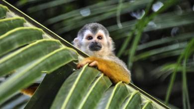 Costa Rica Coast to Coast Ride