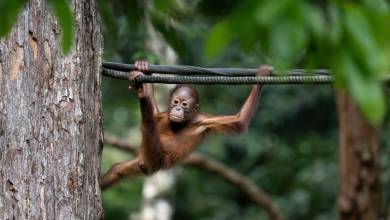 Borneo & the Malaysian Peninsula