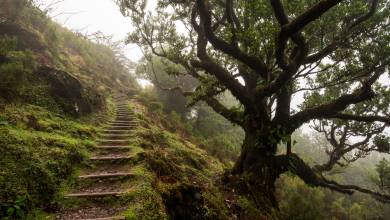 Walking the Island of Madeira
