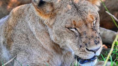 Tanzania Safari Adventure