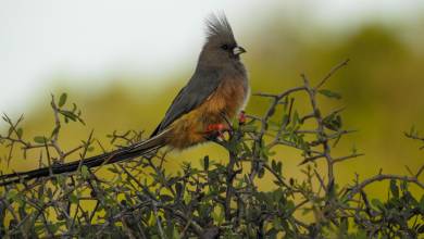 Cycling South Africa’s Garden Route