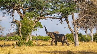 Tanzania Safari Adventure