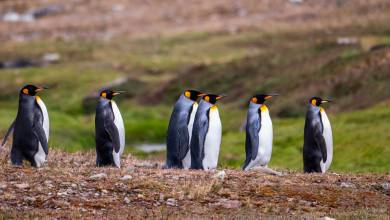 Penguins of the Far South: Falklands, South Georgia & Antarctica