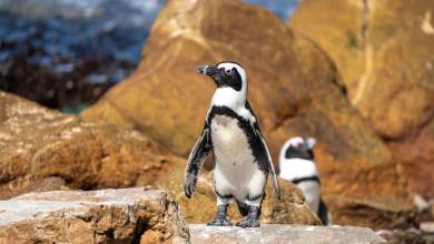 Cape Town & the Garden Route