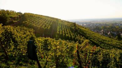 Discover Burgundy & Alsace – Premium Adventure