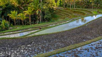 Primates & Dragons of Indonesia