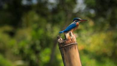 Signature India | Between Spices & Backwaters