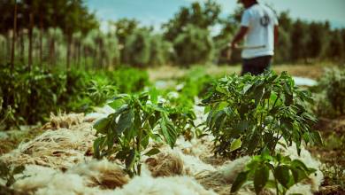 Signature Italy | Allure of Renaissance Tuscany