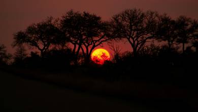 Signature South Africa | Across the Wild Plains