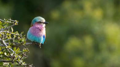 Signature South Africa | Across the Wild Plains