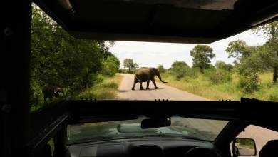 Signature South Africa | Across the Wild Plains