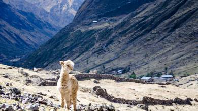 Lares Trek to Machu Picchu