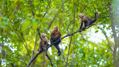 Signature Colombia | Stories Beneath Wax Palms