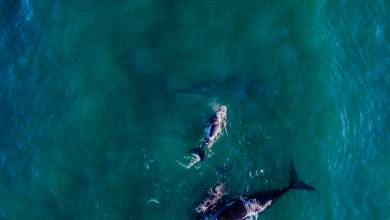 Signature South Africa | Wild Coasts & Winelands